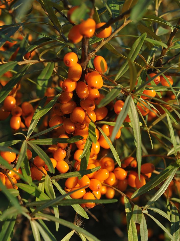 Simple Ways to Use Sea Buckthorn Pulp Every Day