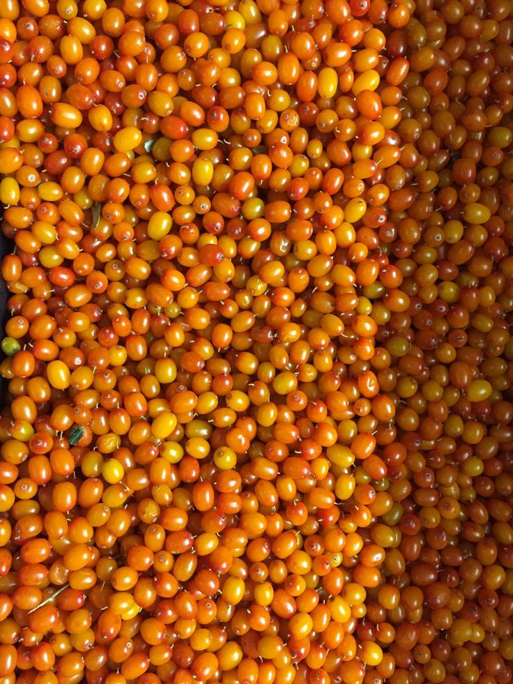 Sea Buckthorn Benefits A Simple Morning Habit for Better Health