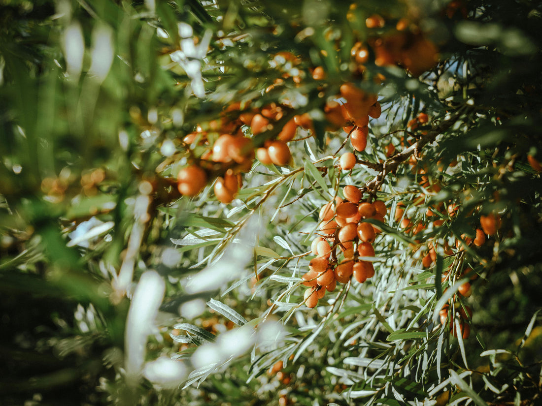 How to Support Immunity Naturally With Sea Buckthorn